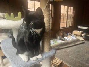 Domestic Short Hair (DSH) – Roseville