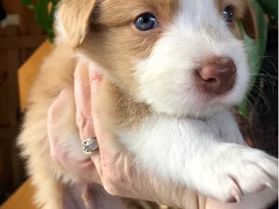 Border Collie – Sisters Beach
