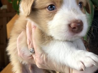 Border Collie – Sisters Beach