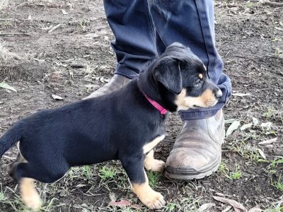 Australian Kelpie – Uralla