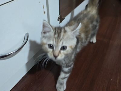 Domestic Short Hair – Merrylands