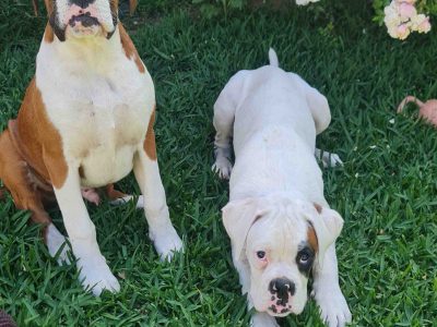 Boxer – Harrington Park