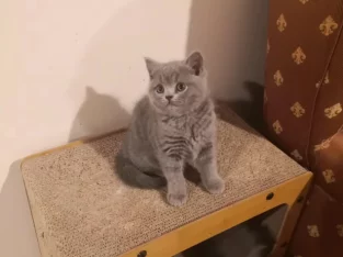 British Shorthair – Greensborough