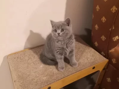 British Shorthair – Greensborough