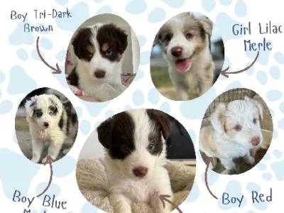 Border Collie – Joyner