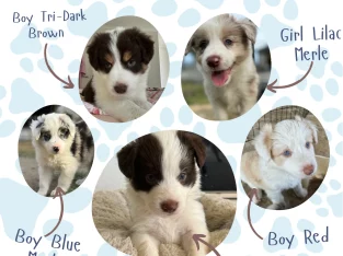 Border Collie – Joyner