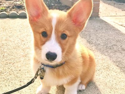 Corgi – Strathalbyn