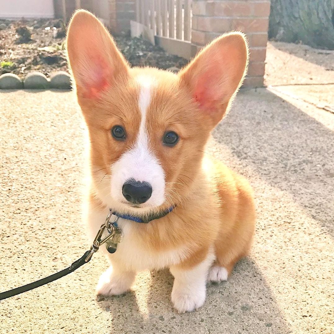 corgi-strathalbyn-petsforhomes