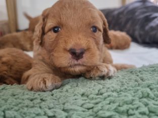 Cavoodle – Arana Hills