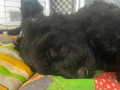 Groodle – Belli Park