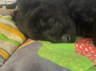 Groodle – Belli Park