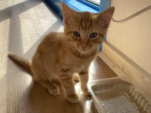 Domestic Long Hair (DLH) – Keilor Downs