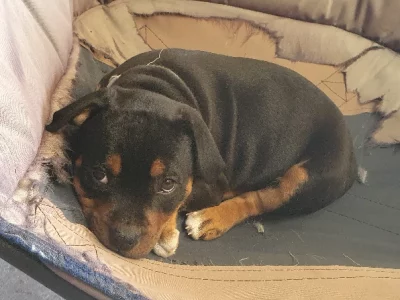 Staffordshire Bull Terrier – Sunbury