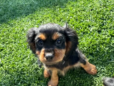 Cavalier King Charles Spaniel – Yarrawonga