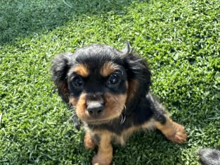 Cavalier King Charles Spaniel – Yarrawonga