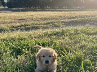 Golden Retriever – Baddaginnie