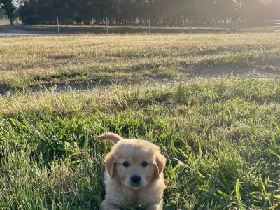 Golden Retriever – Baddaginnie