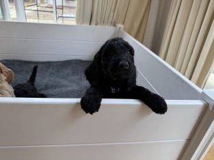 Groodle – Dalkeith