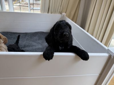 Groodle – Dalkeith