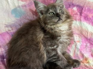 Maine Coon – Nanango