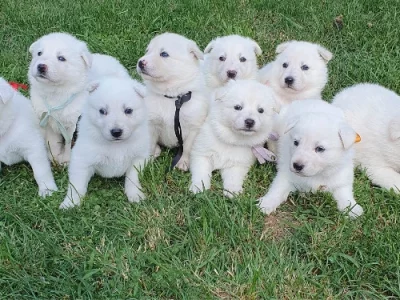 Swiss Shepherd – Orange