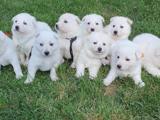 Swiss Shepherd – Orange