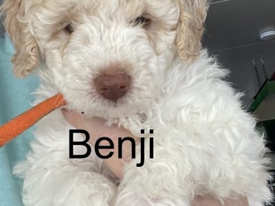 Toy Poodle – Forestdale