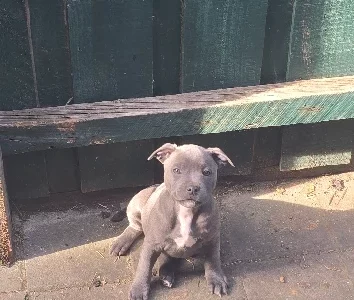 Staffordshire Bull Terrier – Sydenham