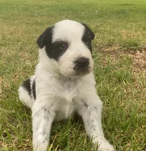 Border Collie – Narromine