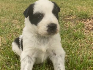 Border Collie – Narromine