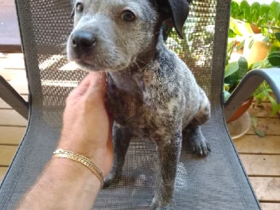 Australian Cattle Dog – Gunalda