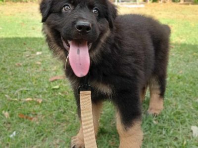 German Shepherd – Innisfail