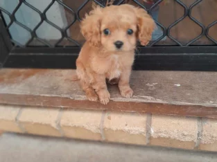 Cavoodle – Goulburn