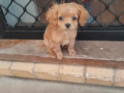 Cavoodle – Goulburn