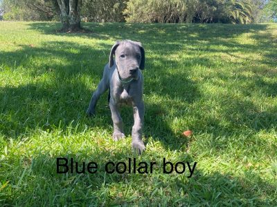 Great Dane – Stroud