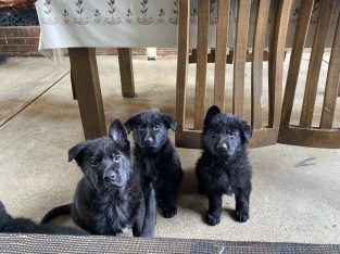 German Shepherd – South Morang