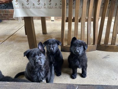 German Shepherd – South Morang