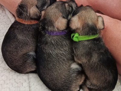 Schnauzer (Miniature) – Nambucca Heads