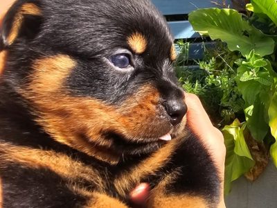 Rottweiler – Pakenham