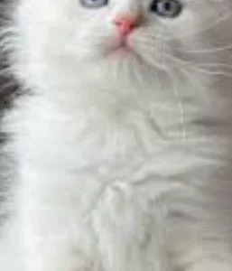 Siberian Cat – Marsden