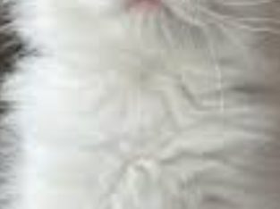 Siberian Cat – Marsden