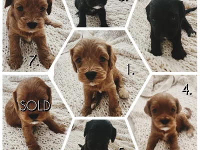 Cavoodle – Mount Gravatt East