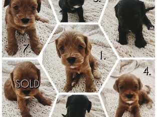 Cavoodle – Mount Gravatt East
