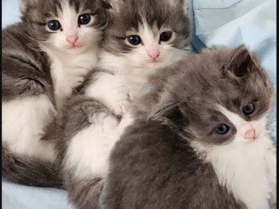 Ragdoll – Oakleigh South