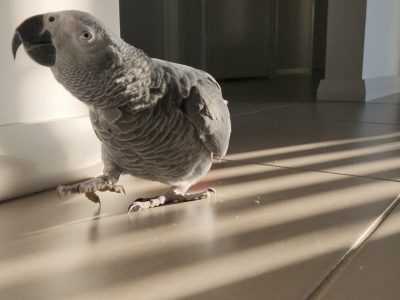 Parrots – Liverpool