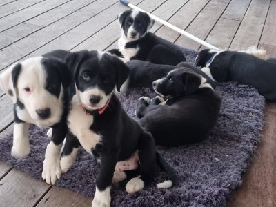 Border Collie – Whittlesea