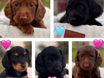 Miniature Dachshund – Kelly Poole