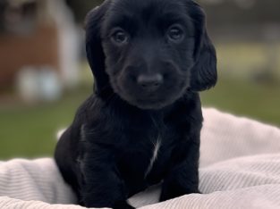 Miniature Dachshund – Kelly Poole