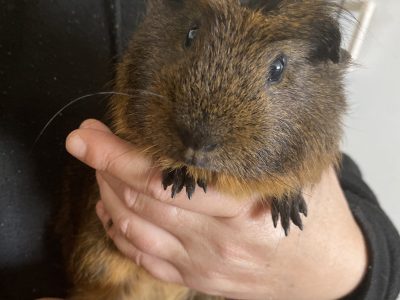 Guinea Pig – Longford