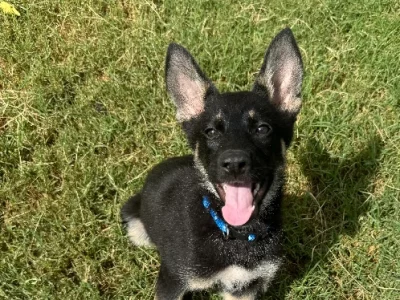 German Shepherd – Moura